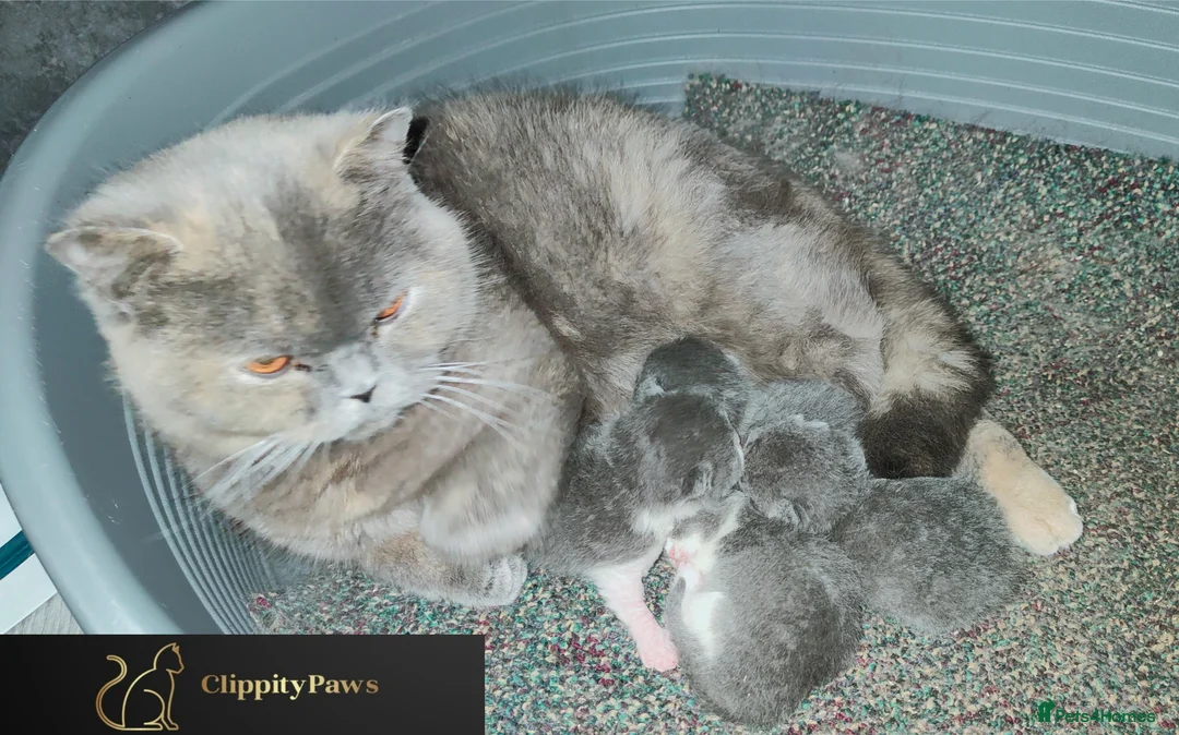 British Shorthair cats for sale: GCCF REGISTERED CHUNKY BRITISH SHORTHAIR KITTENS  - Advert 8