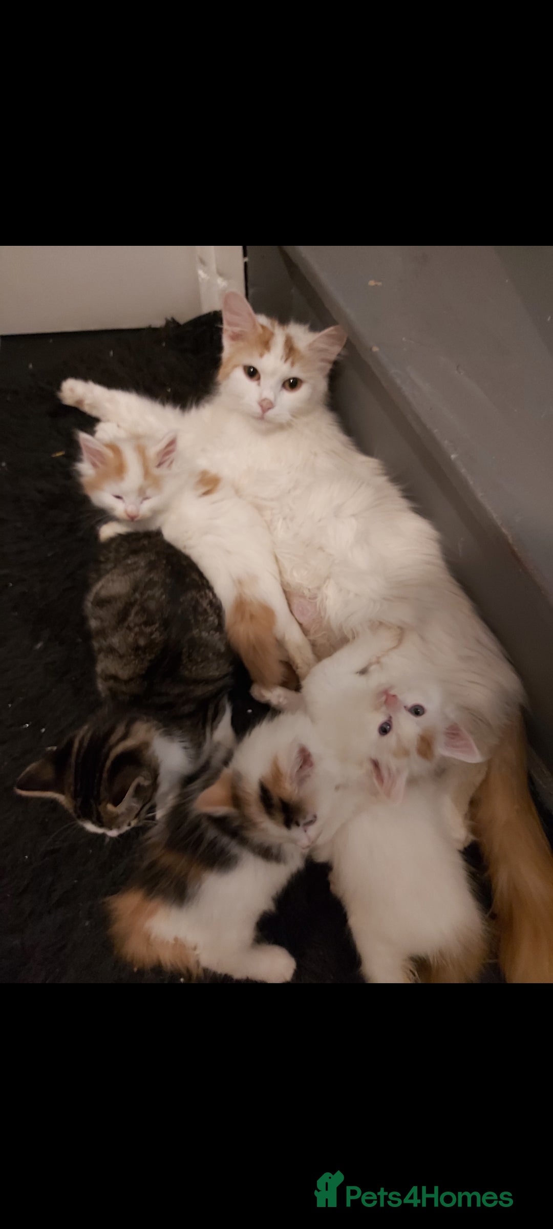 Turkish Van cats for sale: 3 beautiful kittens ready for homes - Advert 2