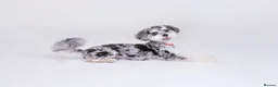Maltipoo dogs for stud: Stunning Half Blue-Eyed Merle Maltipoo Stud 💙 - Advert 2