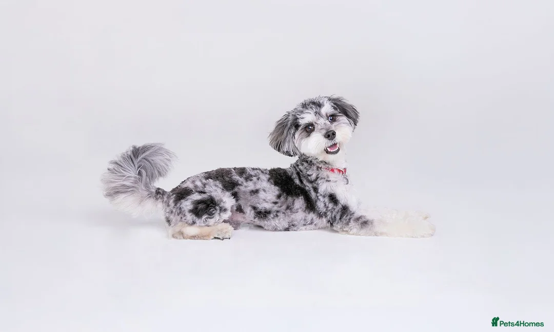Maltipoo dogs for stud: Stunning Half Blue-Eyed Merle Maltipoo Stud 💙 - Advert 2