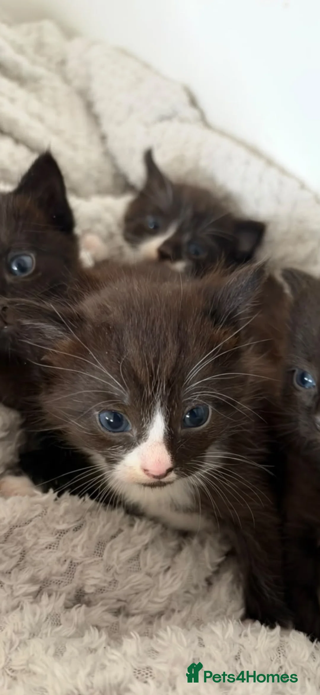 Mixed Breed cats for sale: Beautiful kittens  - Advert 2