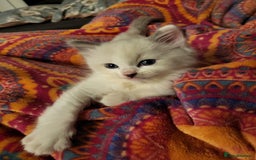 Ragdoll cats for sale: Beautiful calm male ragdoll - Image 1
