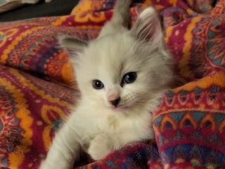 Ragdoll cats - Advert 2