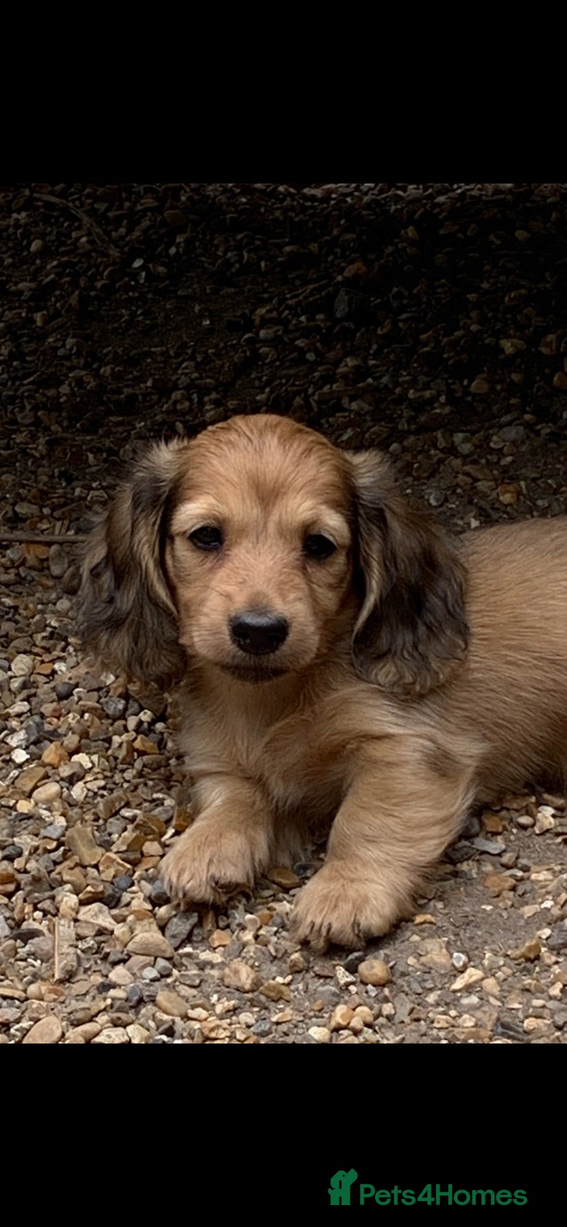 Dachshund dogs Ready now top quality KC Reg - Advert 1