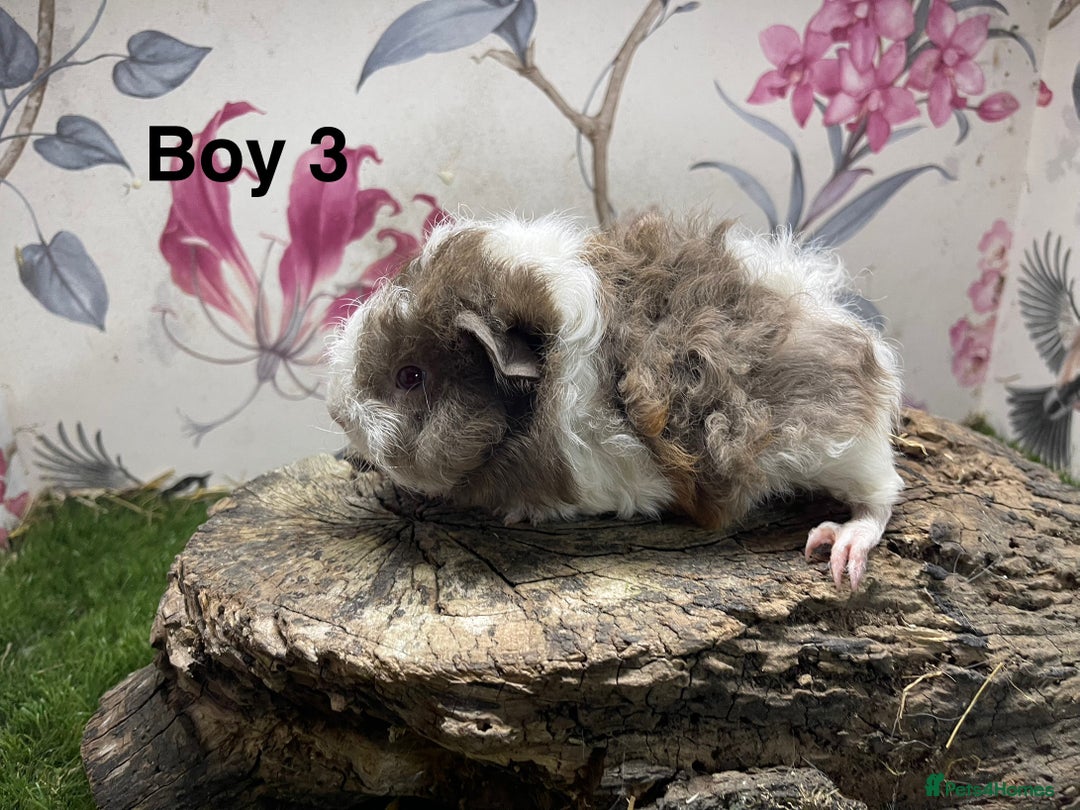 Guinea Pig rodents for sale: Baby male guinea pigs  in Bury Saint Edmunds - Image 3