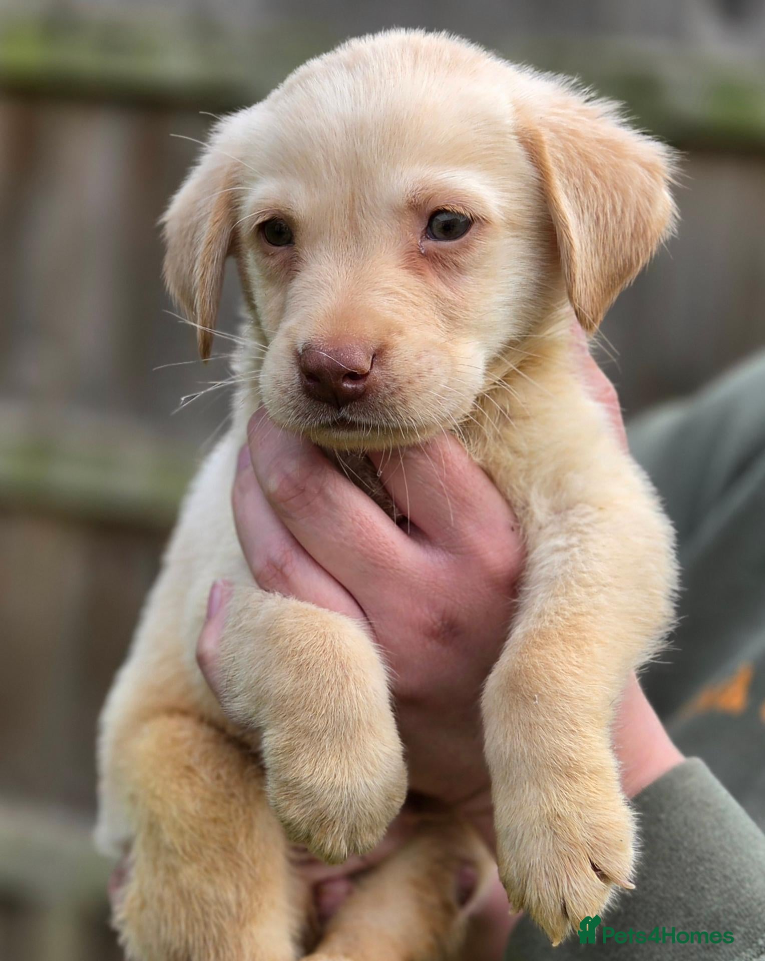 Labrador Retriever dogs 3 fantastic Pedigrre Lab pups for sale - Advert 1