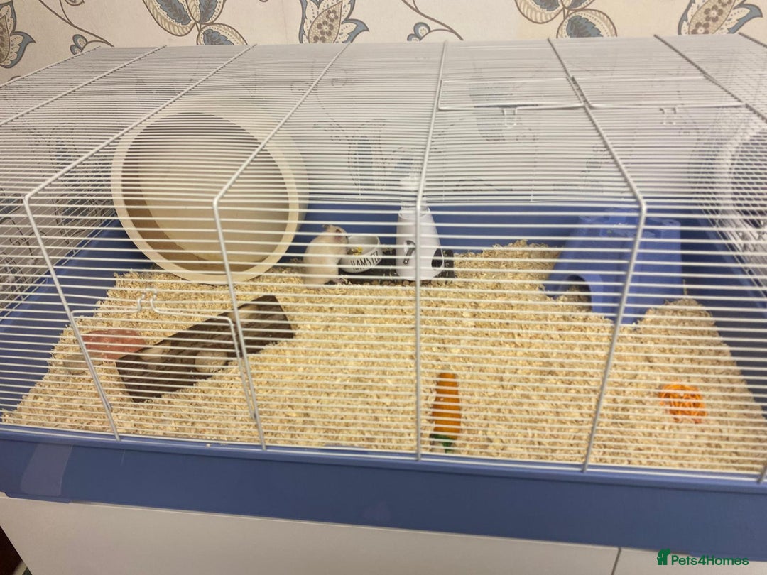 Hamster rodents for sale: Hamster & cage & all accessories in Ormskirk - Image 2