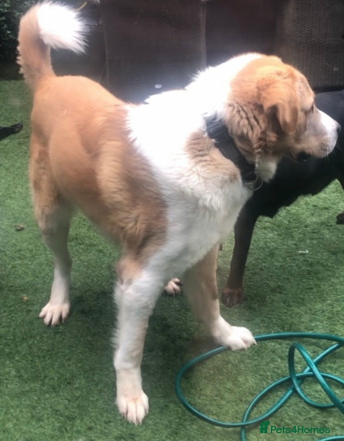 Mixed Breed dogs Central Asian Shepard x Rottweiler Puppies - Advert 2