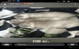 Ragdoll cats for sale: Rag doll kittens for sale 2 boys 1 girl  - Image 12