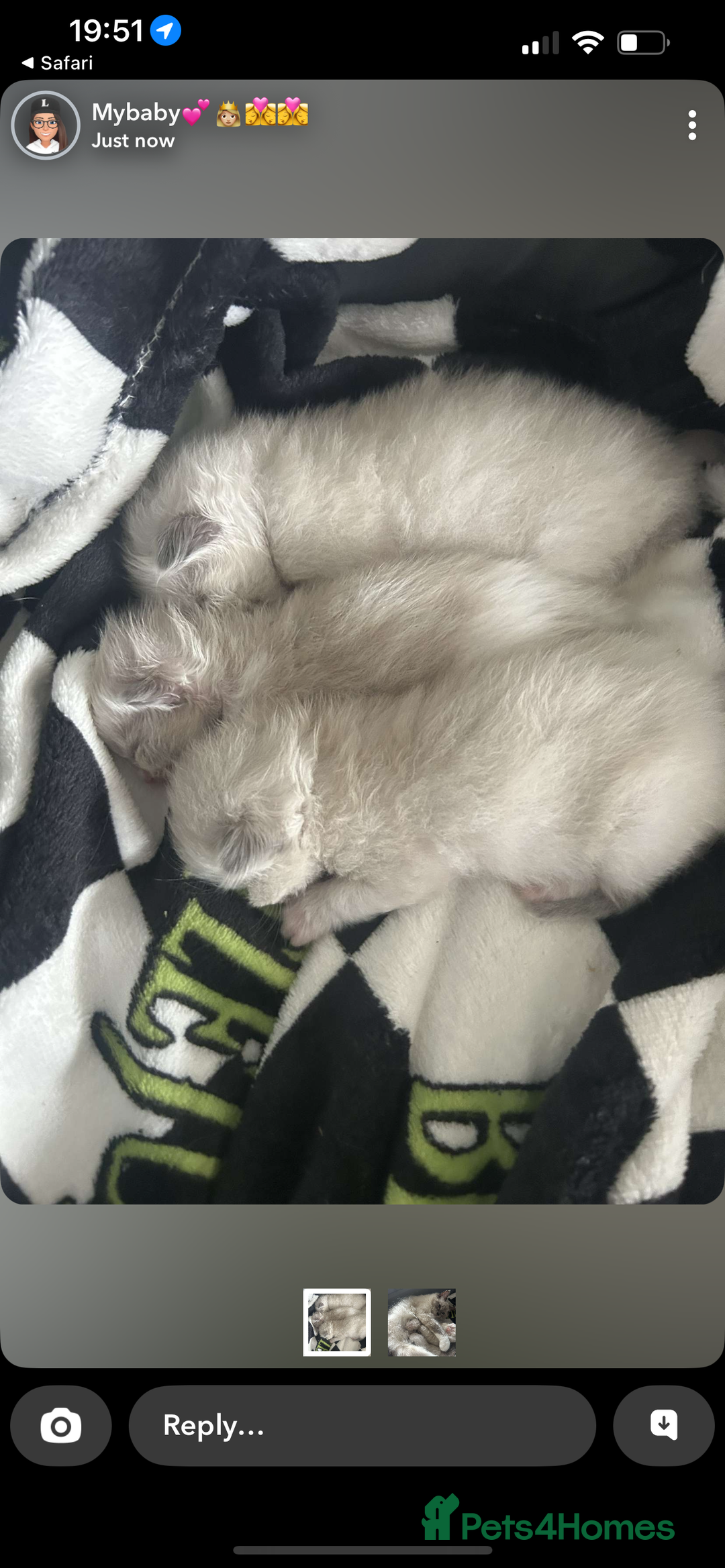Ragdoll cats for sale: Rag doll kittens for sale 2 boys 1 girl  - Image 12