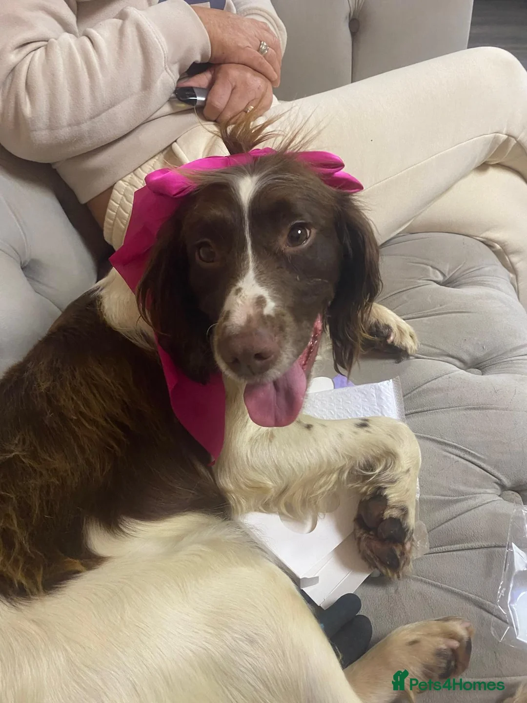 Cocker Spaniel dogs for sale: Cocker spaniel - Advert 6