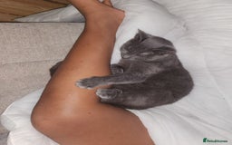 Mixed Breed cats for sale: 3 Beautiful Norwegian Forest X Kittens for sale. - Advert 17