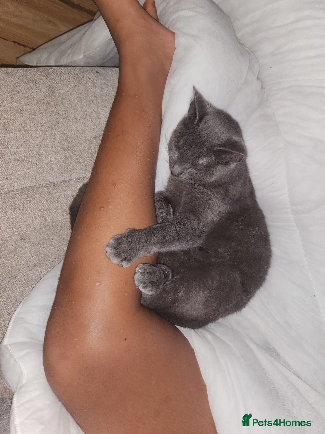 Mixed Breed cats for sale: 3 Beautiful Norwegian Forest X Kittens for sale. - Advert 17