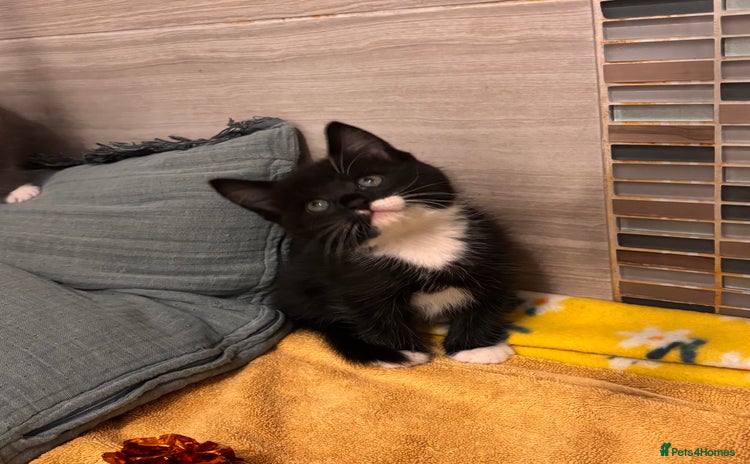 Mixed Breed cats - Advert 5