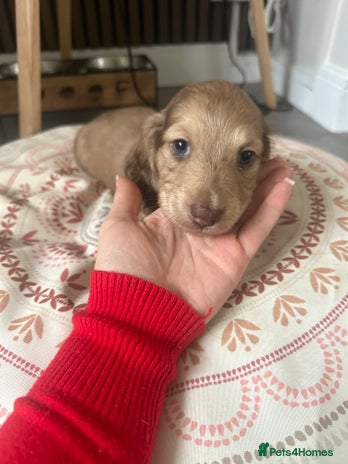 Miniature Dachshund dogs Top quality long haired miniature dachshunds - Advert 2