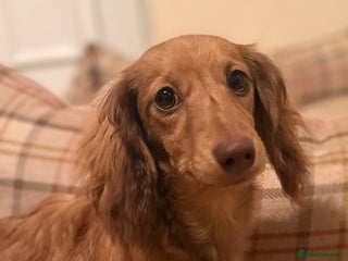 Miniature Dachshund dogs Kc registered miniature long haired dachshund - Advert 2
