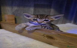 Savannah cats for sale: TICA Registered F8 savannah kittens  - Image 1