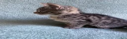 Mixed Breed cats for sale: BSH x boy kittens  - Advert 16