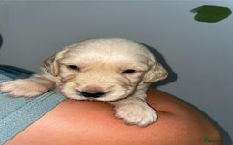 Golden Retriever dogs for sale: Golden Retriever Puppies for Sale - Image 10