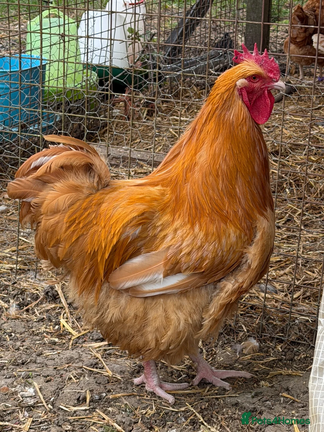 Chickens poultry for sale: XL Brahma Cross Roosters – Large Ornamental Boys - Advert 2