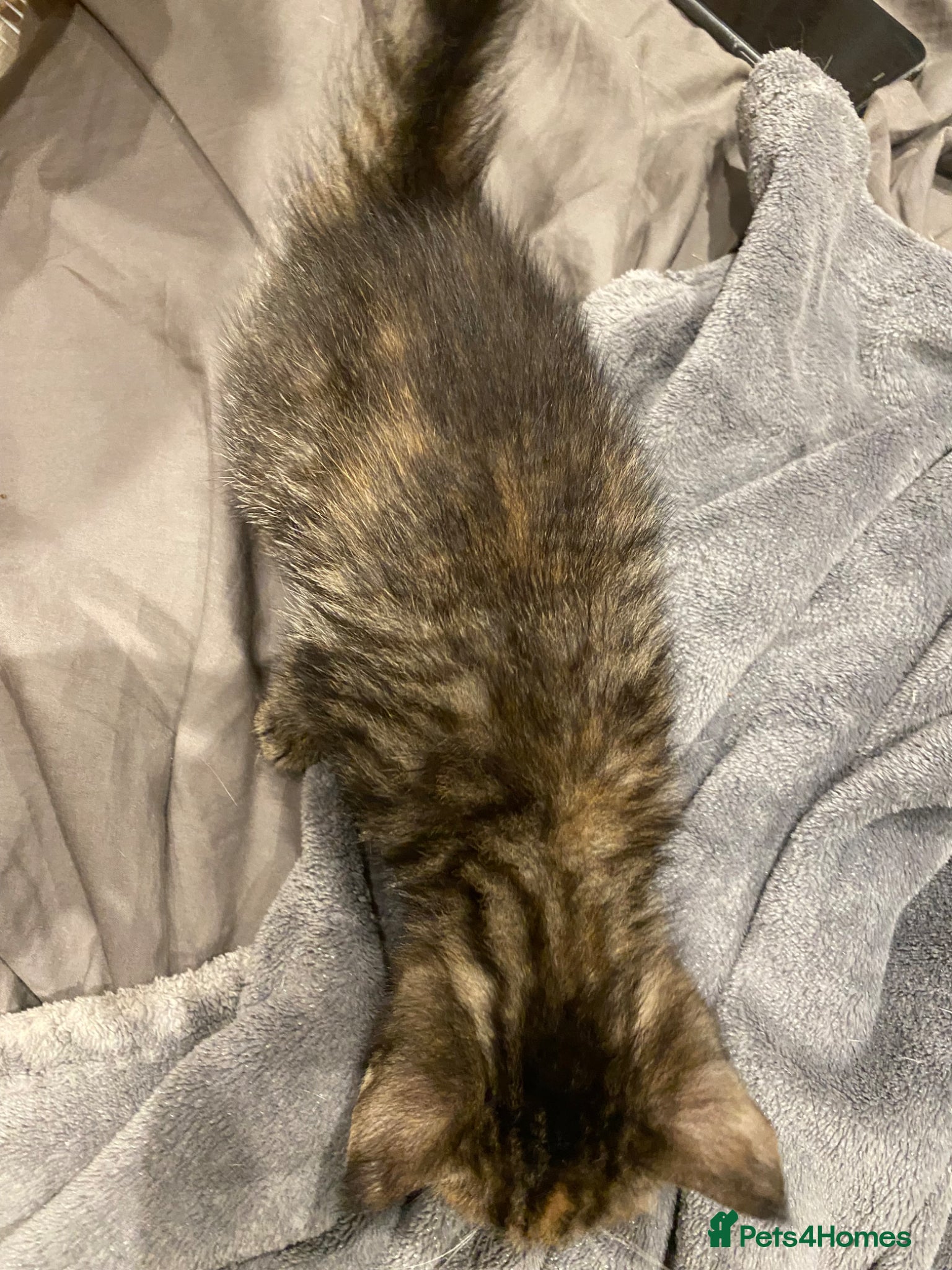 Mixed Breed cats for sale: Beautiful tabby kittens for sale  in Dorchester - Advert 3