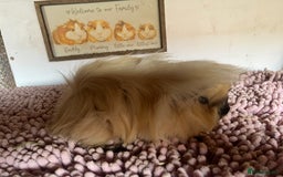 Guinea Pig rodents for sale: PAIR OF PERUVIAN SISTERS 🩷🩷 - Image 2