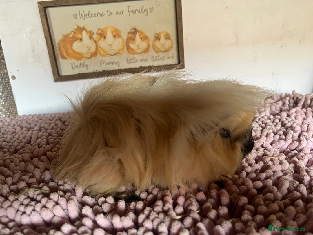 Guinea Pig rodents for sale: PAIR OF PERUVIAN SISTERS 🩷🩷 - Image 2