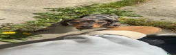 Dachshund dogs for sale:  2 dachshund  in Stafford - Advert 4