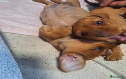 Mixed Breed dogs for sale: Beautiful dachshund mix puppies  - Image 23