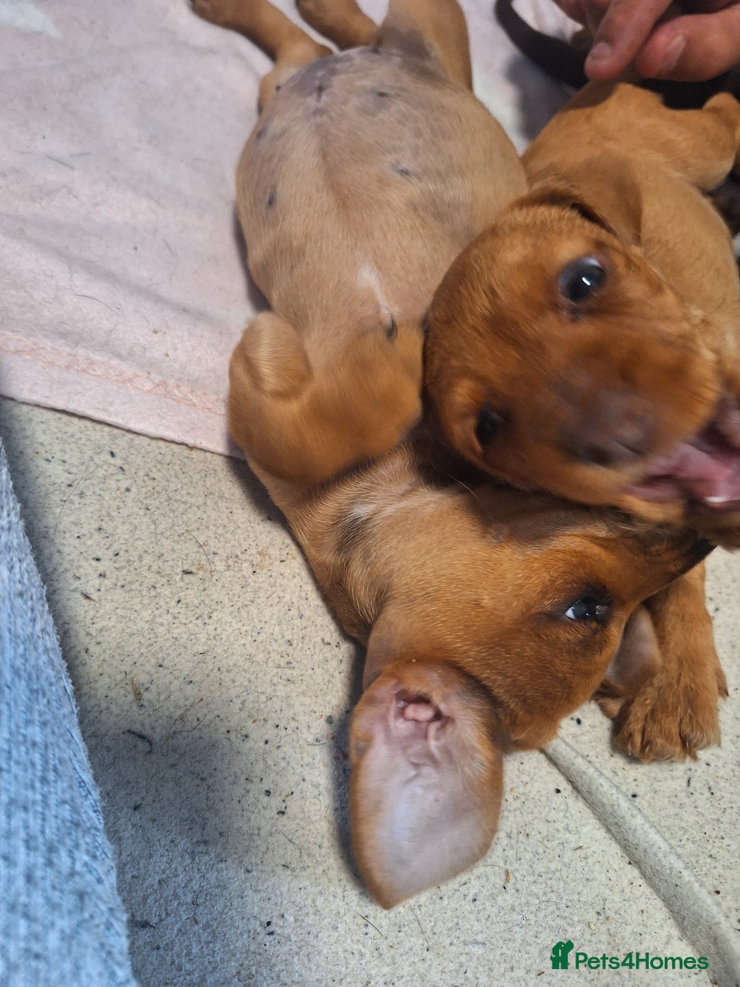 Mixed Breed dogs for sale: Beautiful dachshund mix puppies  - Image 23