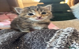 Maine Coon cats for sale: Mainecoon cross  - Image 8