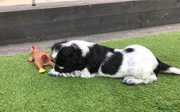 Cocker Spaniel dogs for sale:  show cocker puppy.KC reg. AMS.PRA. & FN clear. - Image 2