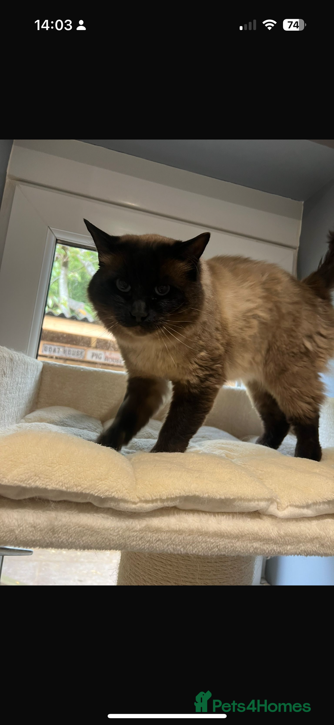 Ragdoll cats for sale: Seal colourpoint male Ragdoll  - Advert 3