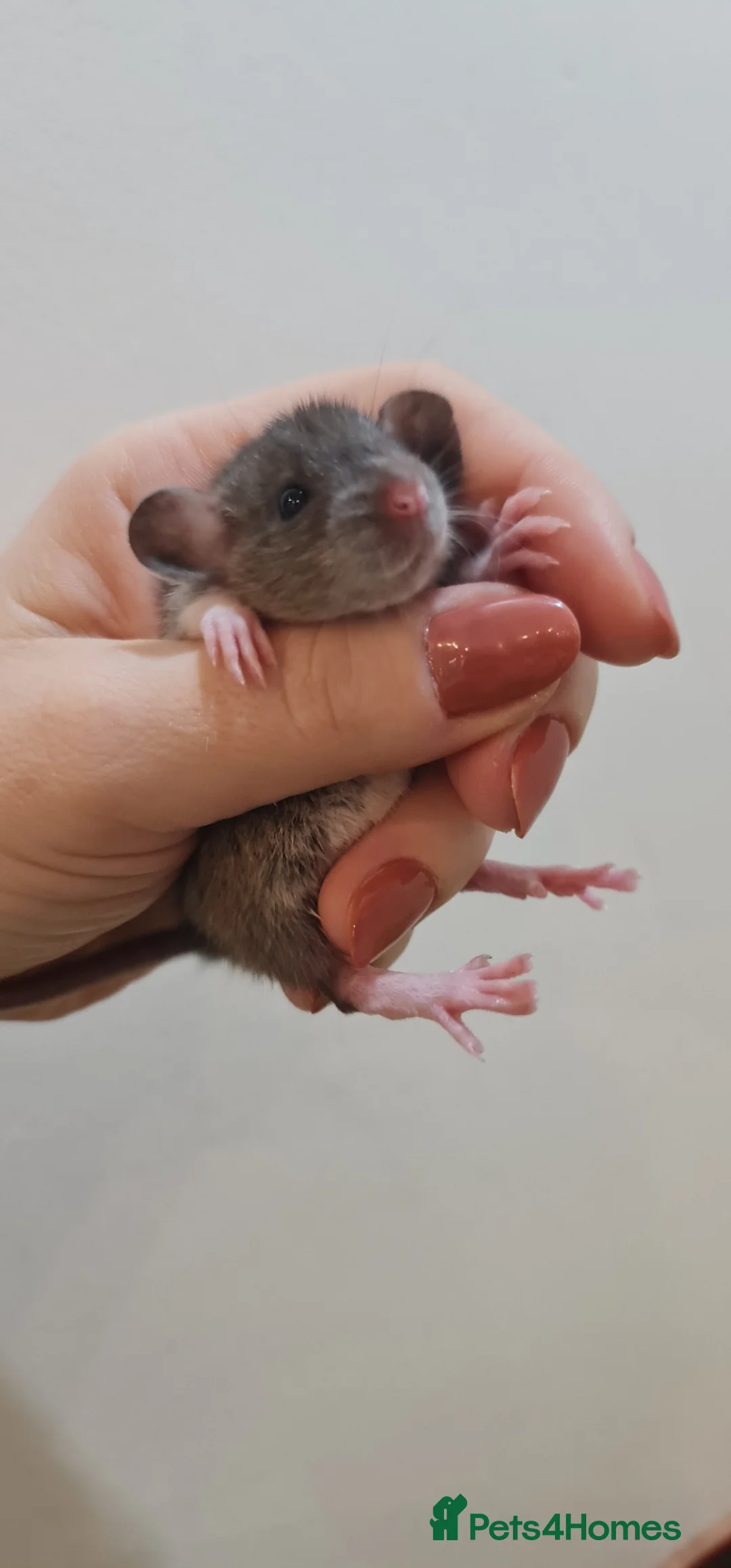 Rat rodents for sale: Baby rats  - Advert 2