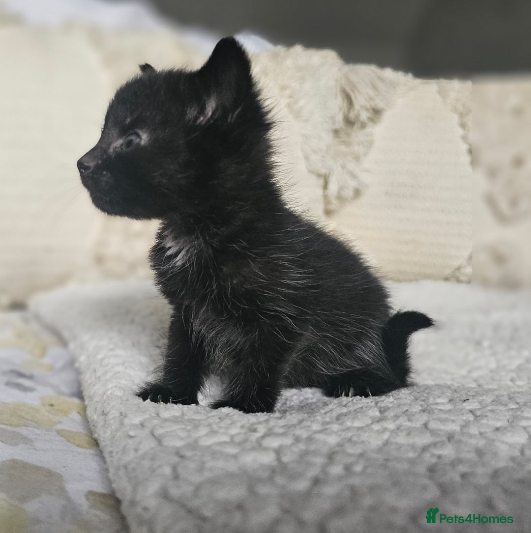 Persian cats for sale: PersianXTortoiseshell Crossbreed Kittens - Image 21