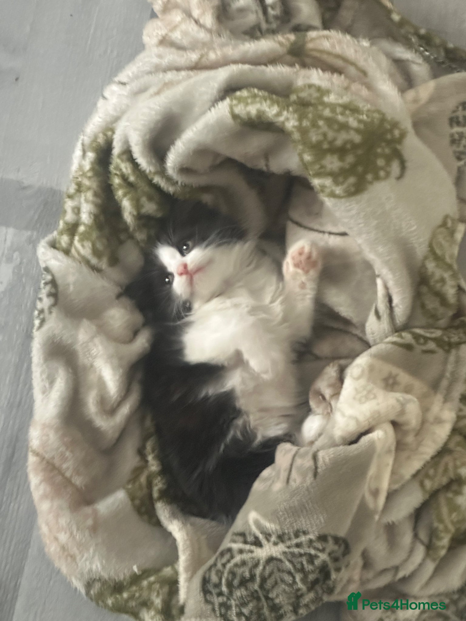 Mixed Breed cats Long hair kittens  - Advert 4