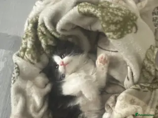 Mixed Breed cats Long hair kittens - Advert 4