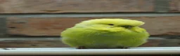 Budgerigars birds for sale: Budgies  - Advert 14