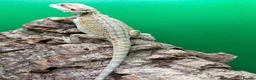 Bearded Dragon reptiles for sale: Zero bearded dragons and others  - Advert 6