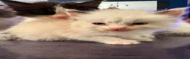 Ragdoll 6