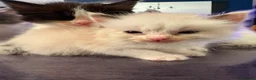 Ragdoll cats for sale: ✨Beautiful Ragdoll Kittens✨ - Advert 10