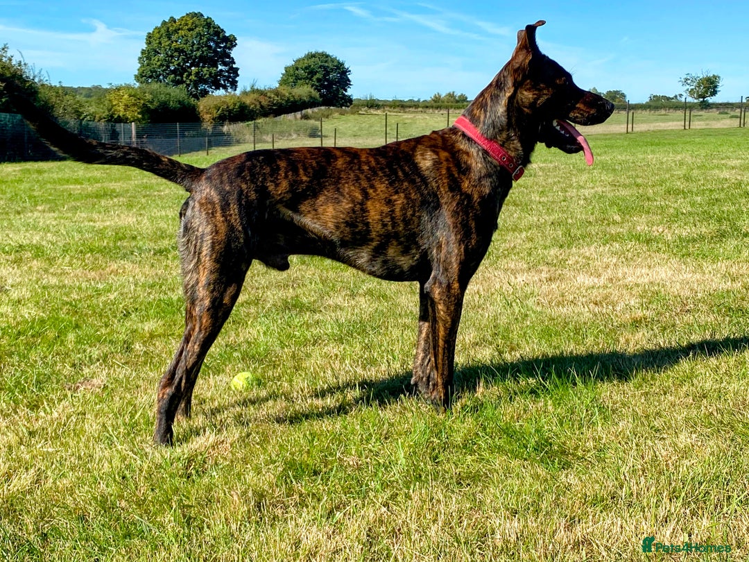 Mixed Breed dogs for sale: Shepherd Mix - Image 4