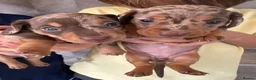 Miniature Dachshund dogs for sale: Exquisite Chocolate  Miniature Dachshunds in Ipswich - Advert 8