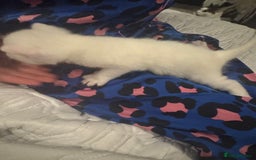 Mixed Breed cats for sale: 4 kittens  - Image 3