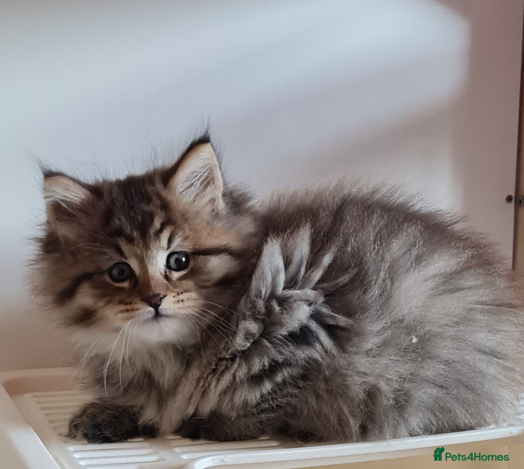 Maine Coon cats for sale: Beautiful Pedigree Mainecoons - Advert 9