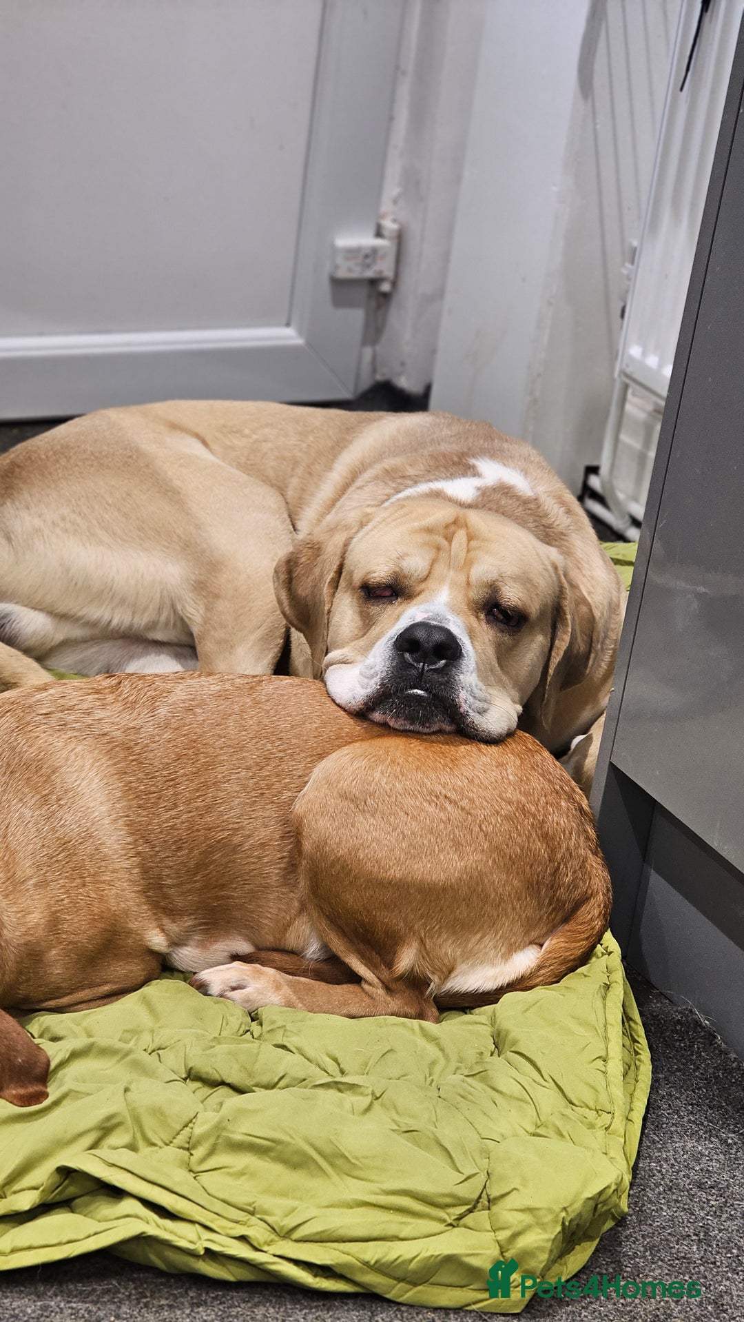 Mixed Breed dogs for sale: Central Asian Shepherd x Cane Corso - Advert 3