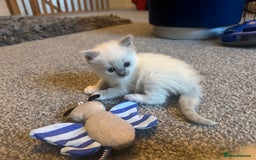 Ragdoll cats for sale: Ragdoll kittens  - Image 7