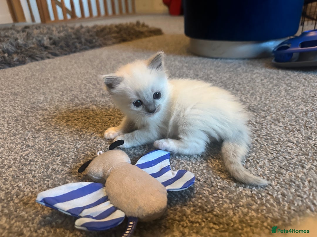 Ragdoll cats for sale: Ragdoll kittens  - Image 7