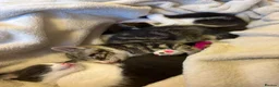 Mixed Breed cats for sale: Beautiful little kittens - Advert 13