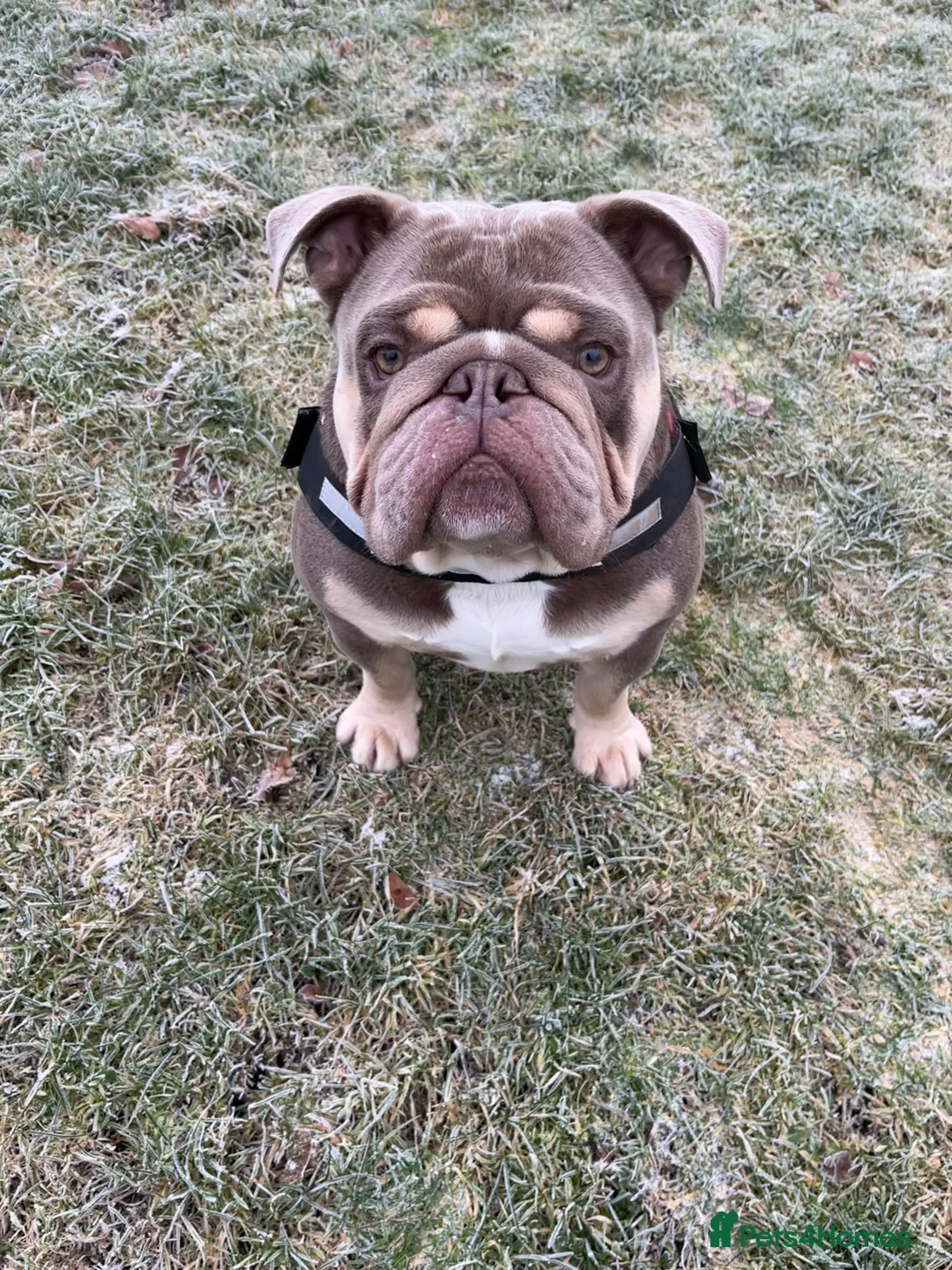 English Bulldog dogs for stud: English bulldog for stud  - Advert 2